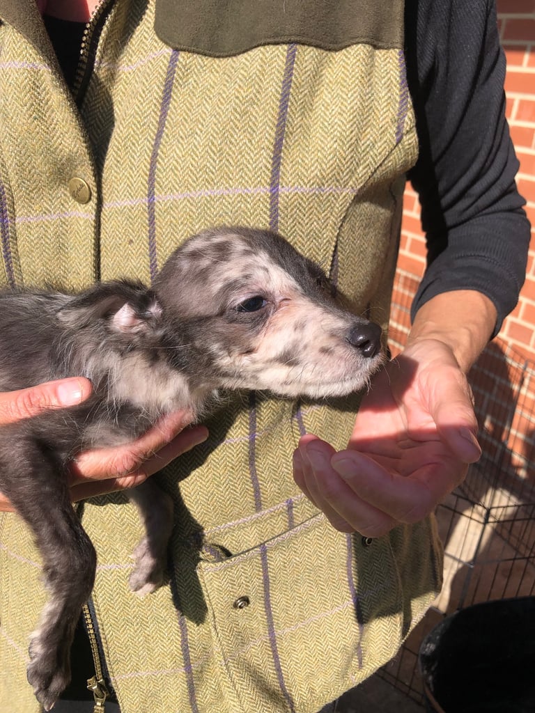 BEDDIPOO pups bedlington X toy poodle  