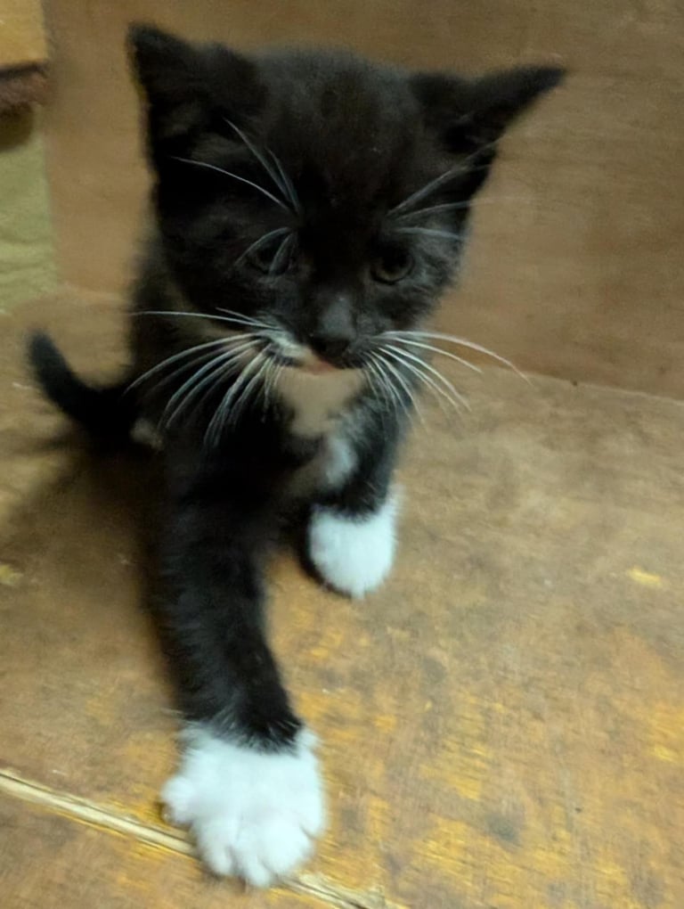 Kittens looking for forever homes 