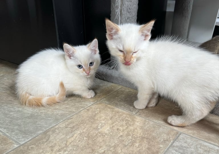 Flame point shorthair kittens 