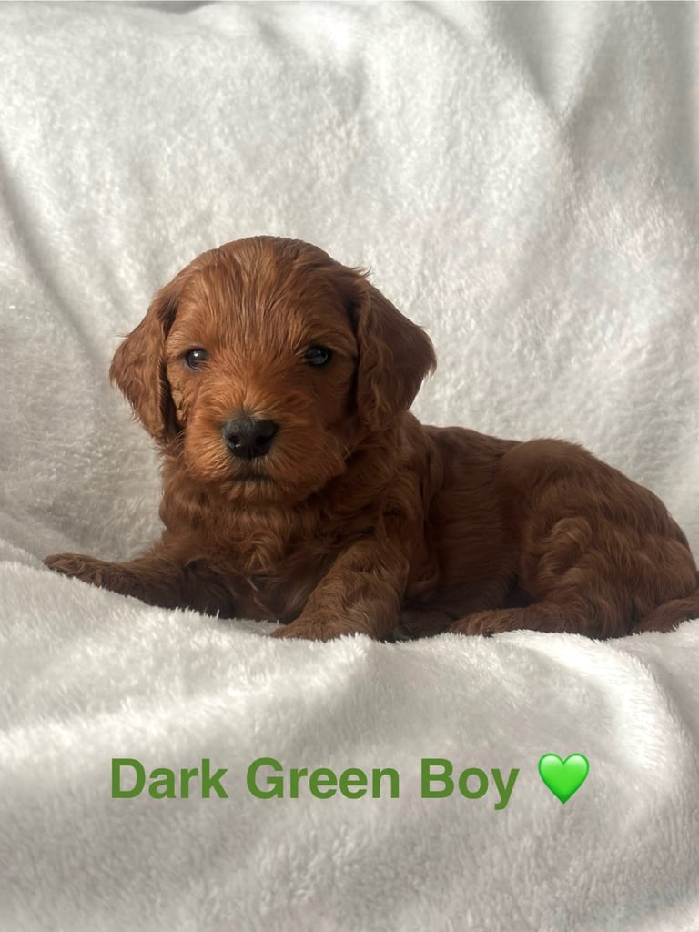 Golden doodles F1bb puppies hypoallergenic and malting