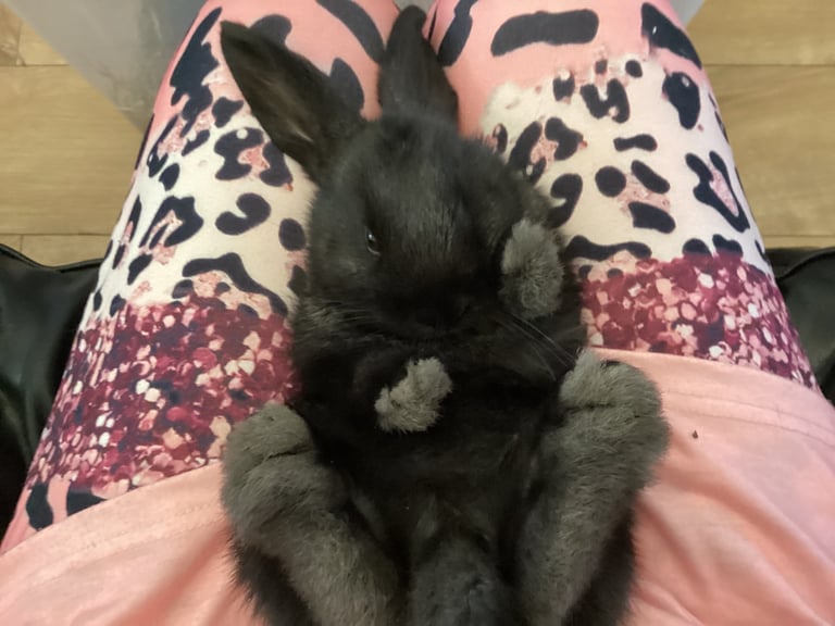 Baby rabbits 