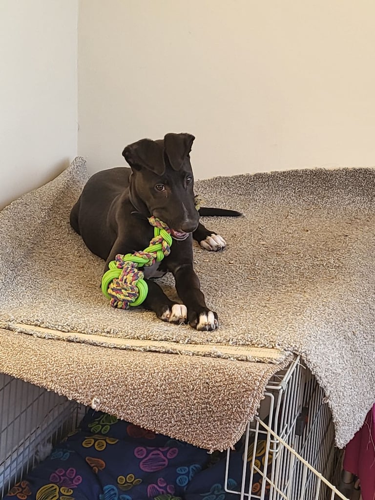 Lurchers for sale in Find A Pet Gumtree