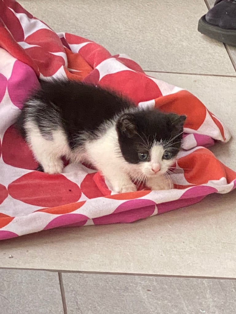 Black and white kitten