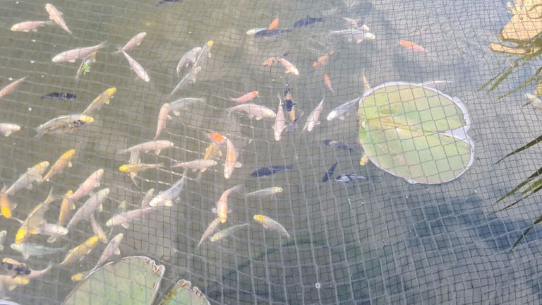 Koi carp for sale from £10 to £220