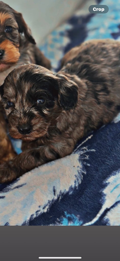 image for 5 f1 cockapoo puppies 