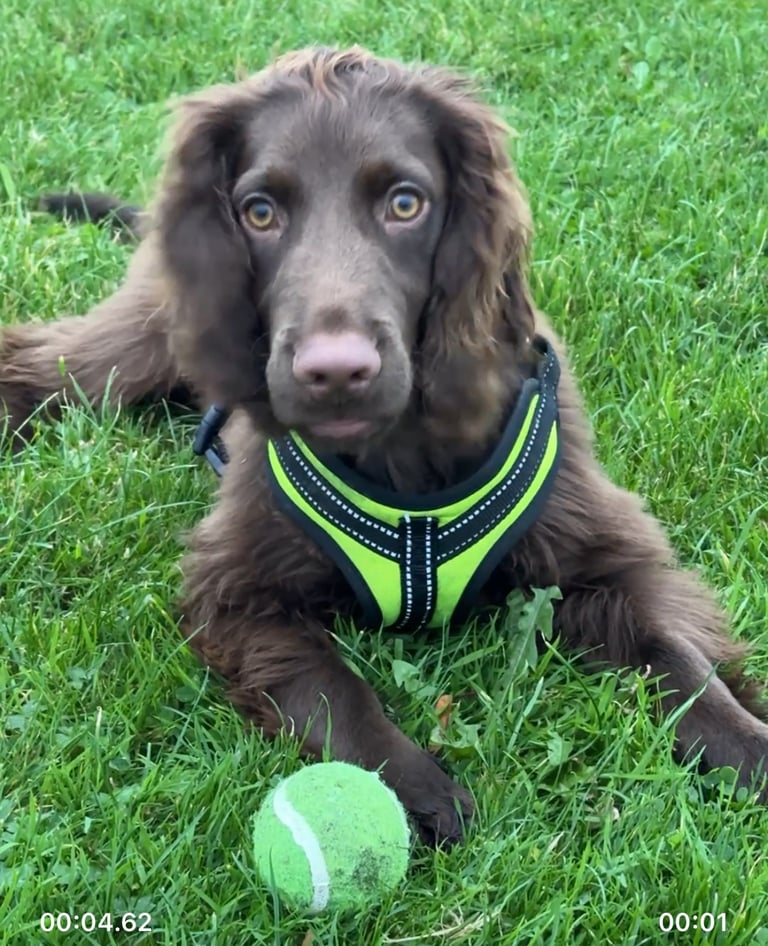 Cocker spaniel puppy, 6,5 months 