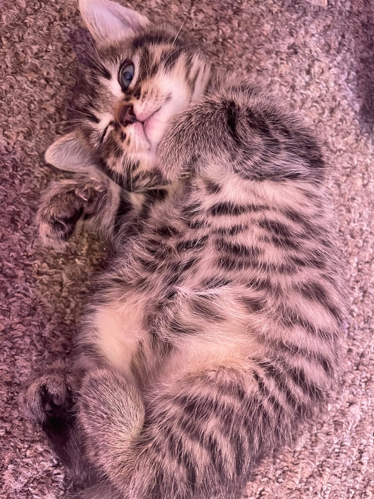 Tabby female 8 week old kitten 