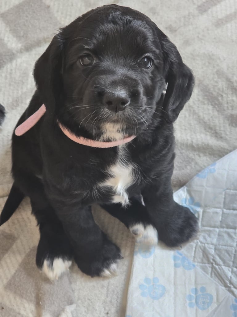 Beautiful sprocker puppies for sale 