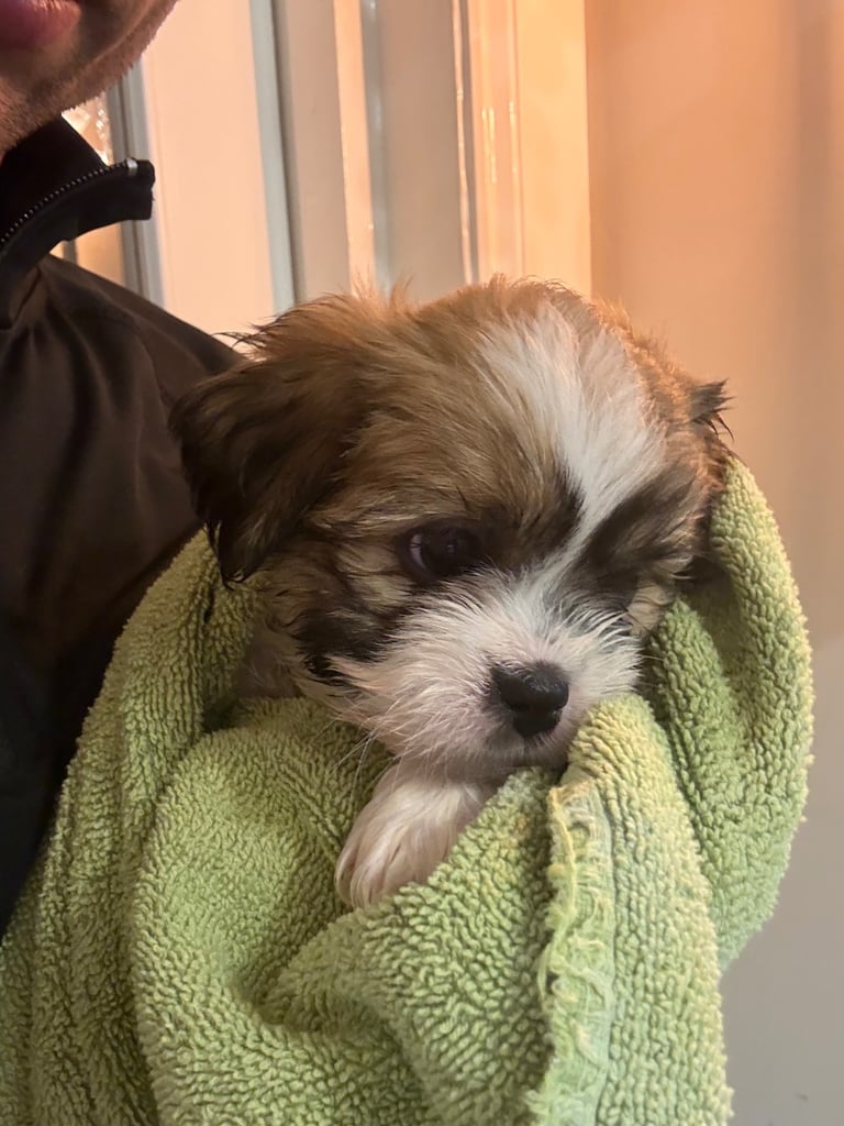 Spaniel Puppy Cocker Spaniel And Lhasa Apso Mix Cockapoo Lhasa Apso Cocker  Spaniel Poodle Mix Hot, image size:768x1024