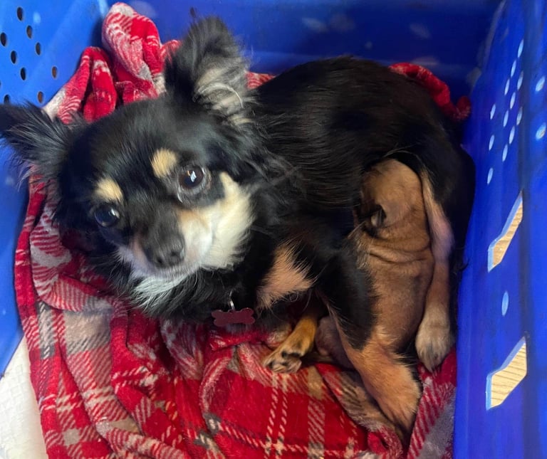 Chihuahua 