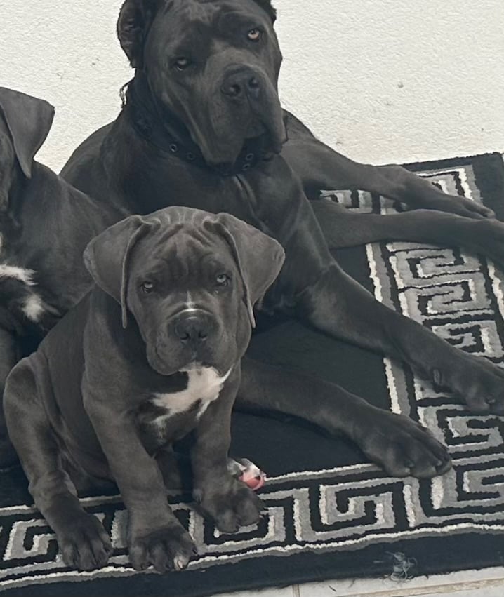 Elite Champion Bloodline Cane Corso puppies