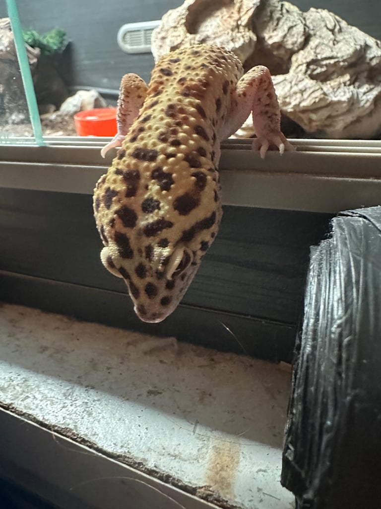 leopard gecko for sale