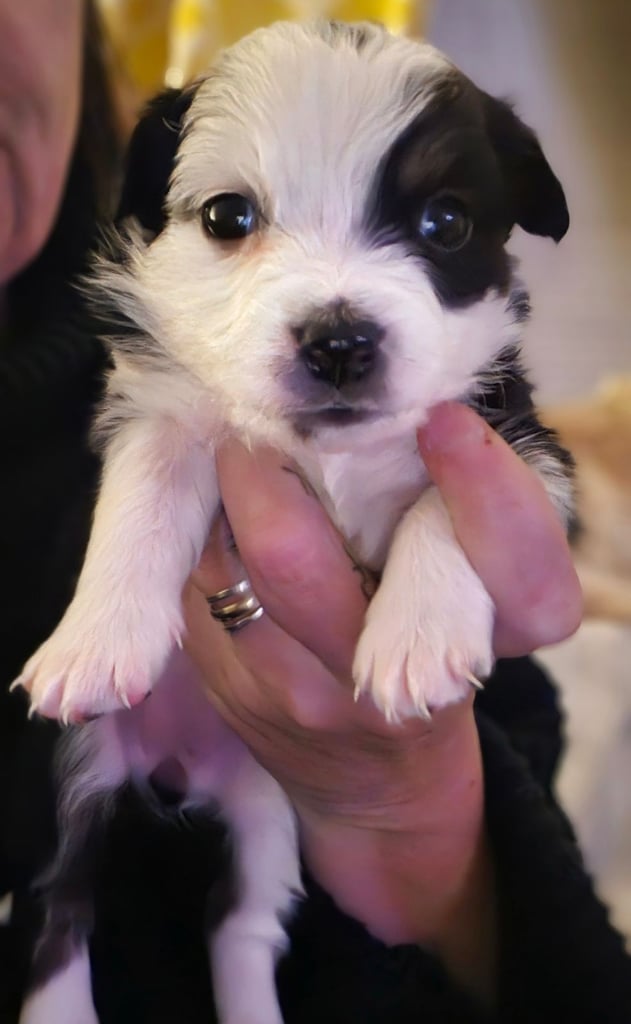 image for 8 beautiful Colliepug