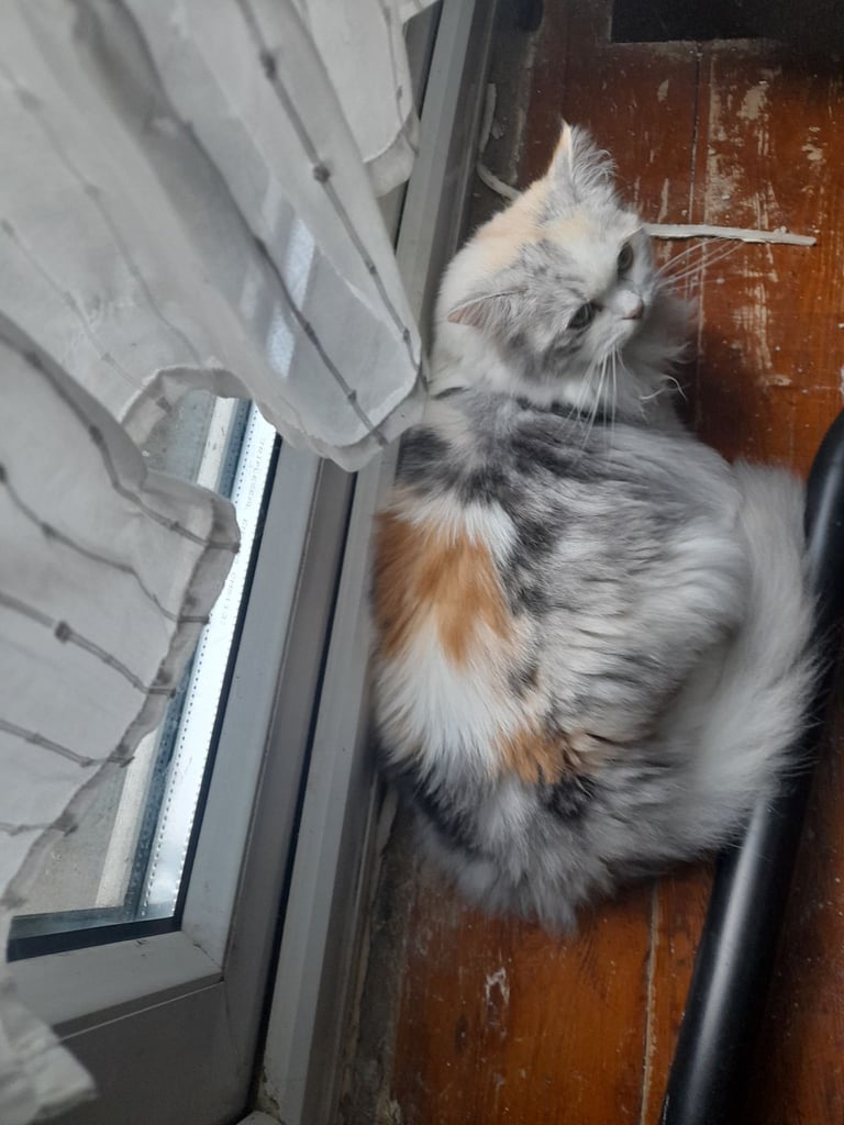 Persian female cat