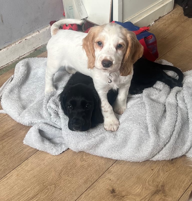 image for Cocker spaniel pup
