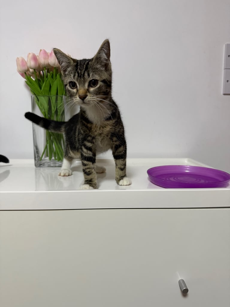 Tabby 3 months kitten for sale