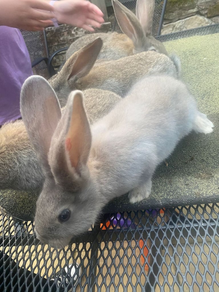 Baby continental giant rabbits