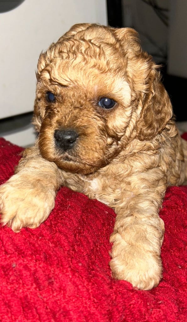 Cute Cavapoo Puppies 1 Boy and 1 Girl