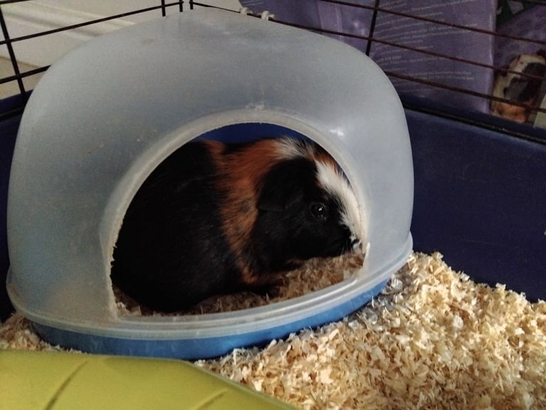 Male Guinea Pigs (Neutered) + Free Bag of Guinea Pig Bedding