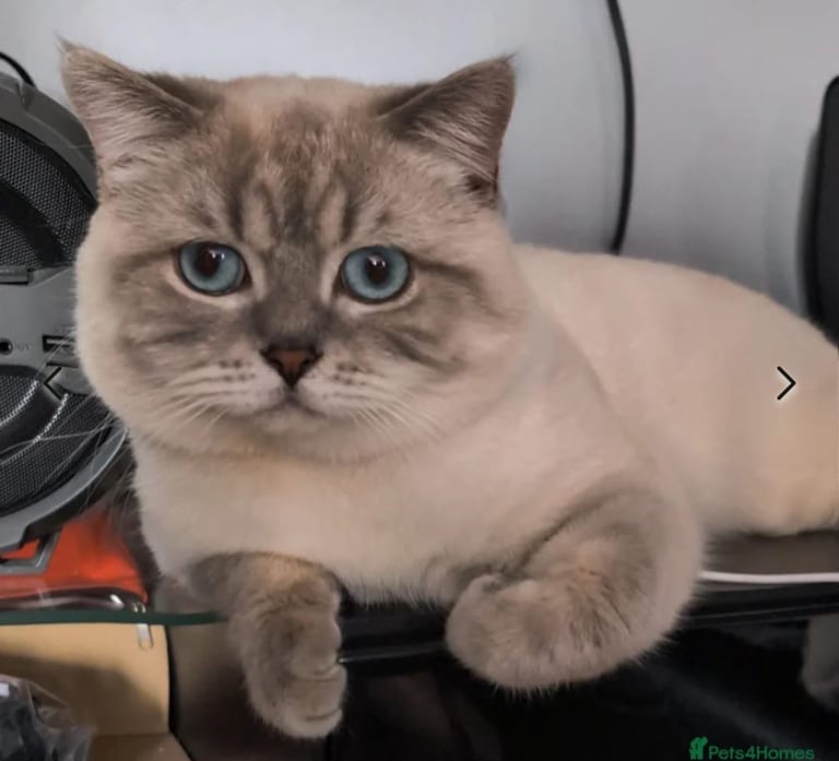 GCCF BRITISH SHORTHAIR & BRITISH LONGHAIR KITTENS