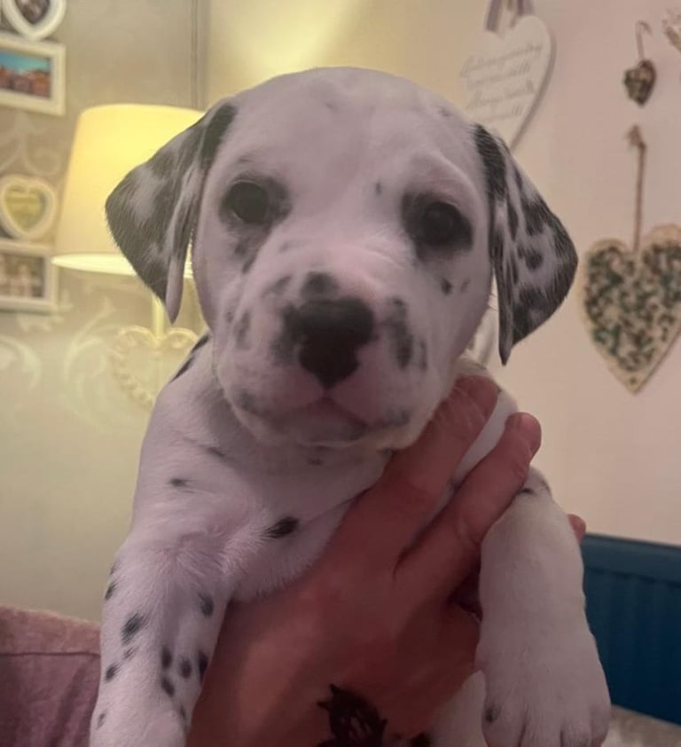 Dalmatian puppies