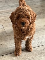 Red Toy Cockapoo Puppy with Starter pack