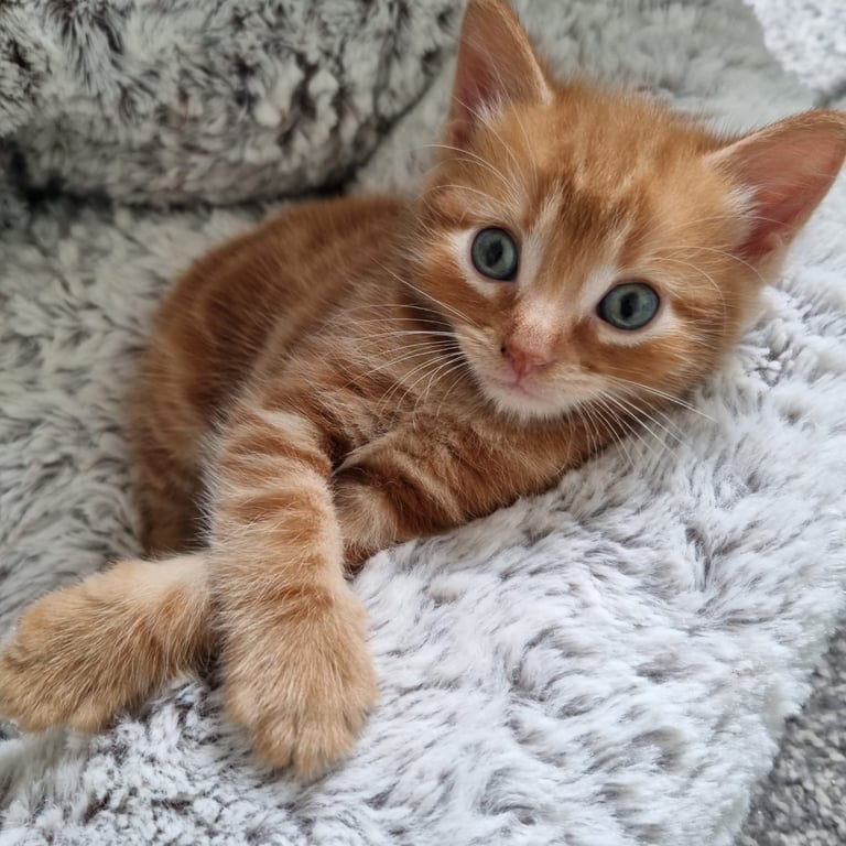 Little Kitty  - a Boy