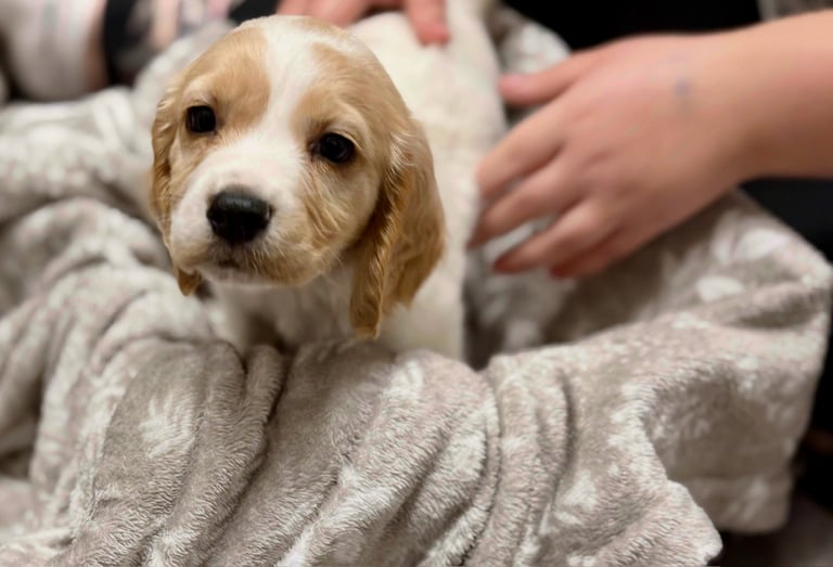 🐾 Adorable Sprocker Spaniel Puppies for Sale! 🐾