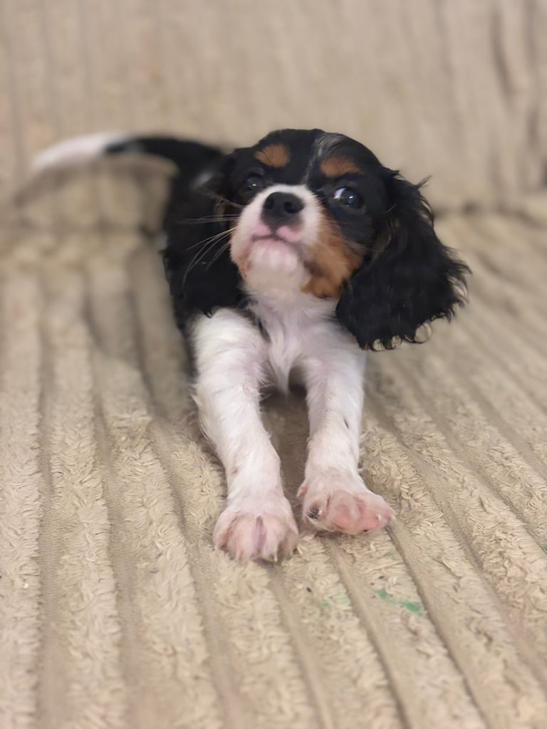 Cavalier King Charles 
