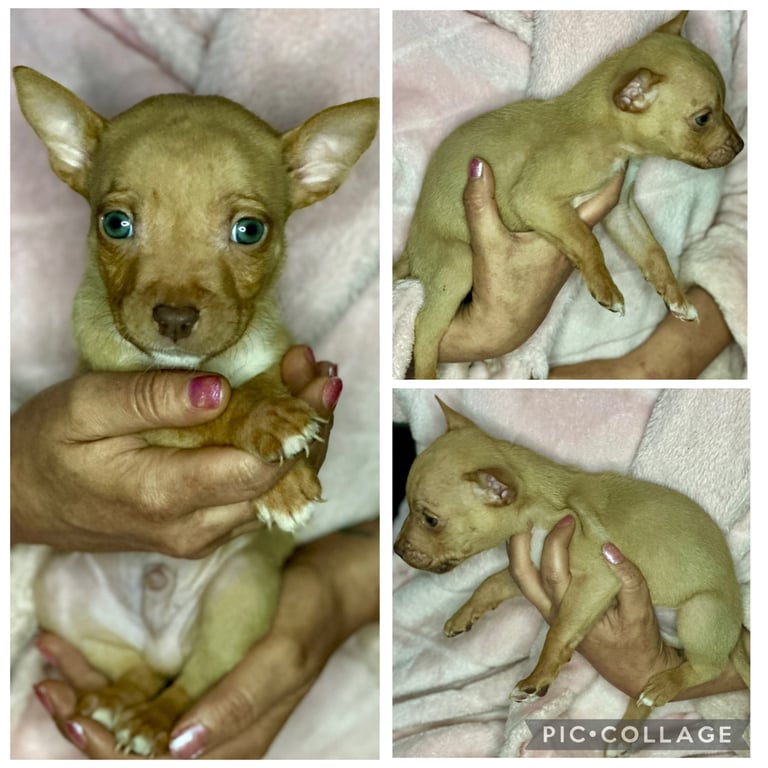 Husky × Pocket Bully Puppies – Ready 7th Oct – Swansea – £750