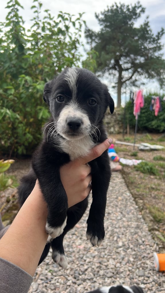 image for 6 Working collie pups