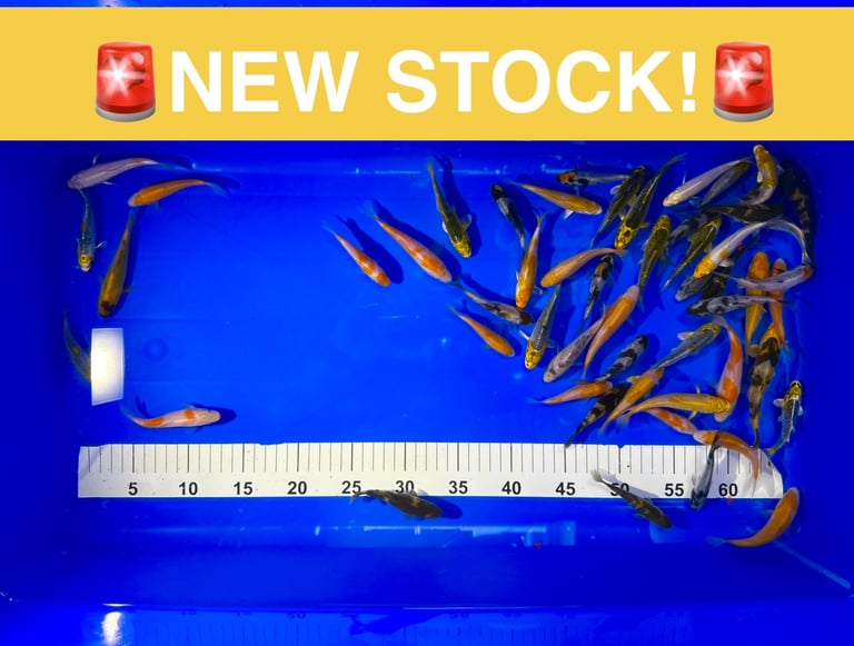 image for Koi Pond Fish