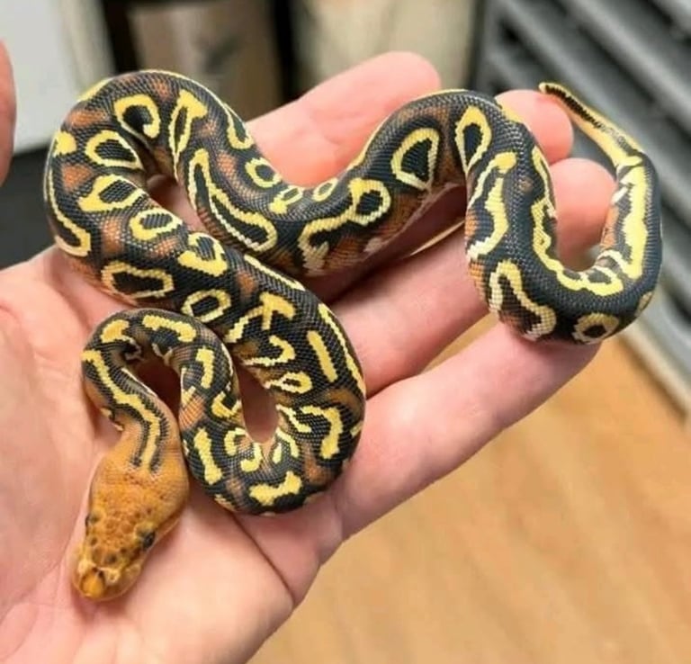 image for Snakes for sale