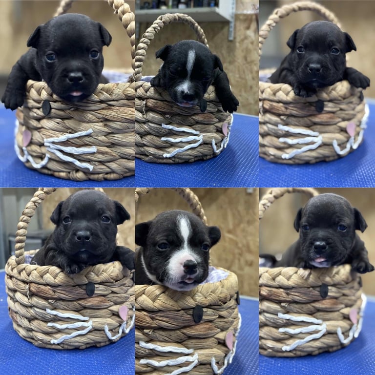 image for Staffordshire Bull Terrier Pups