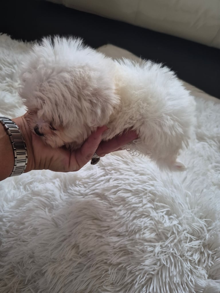  Bichon frise Crossed martens 