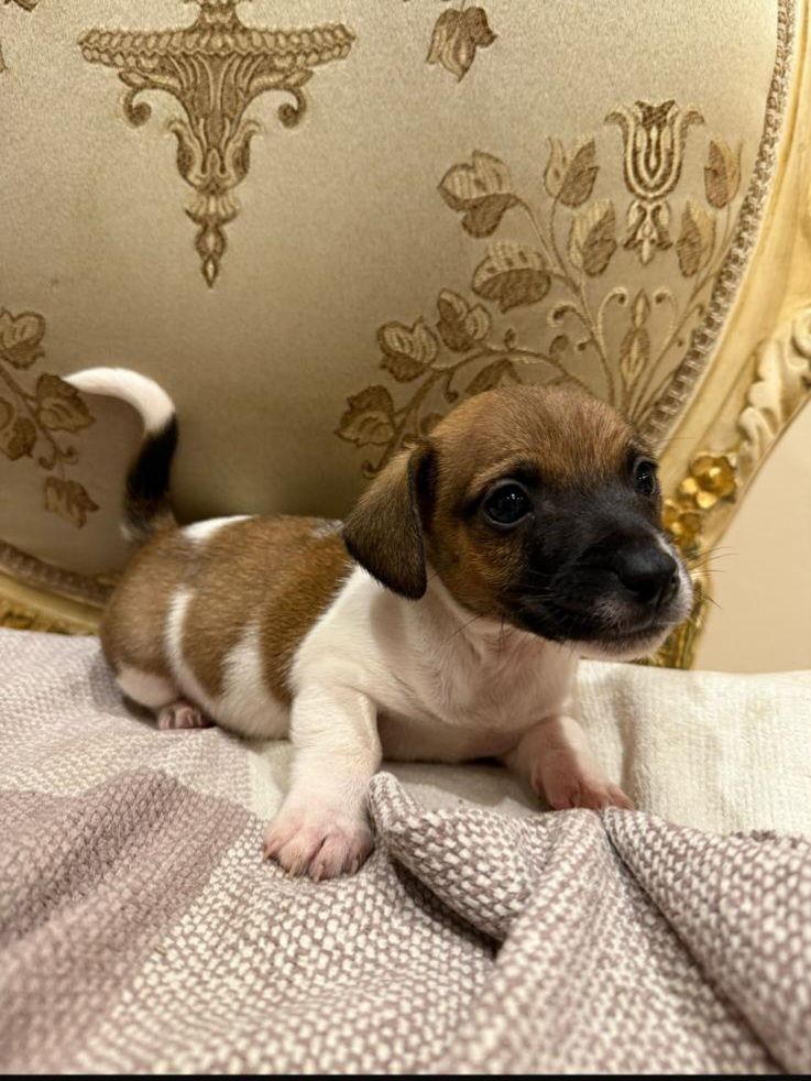 Jack Russell puppies