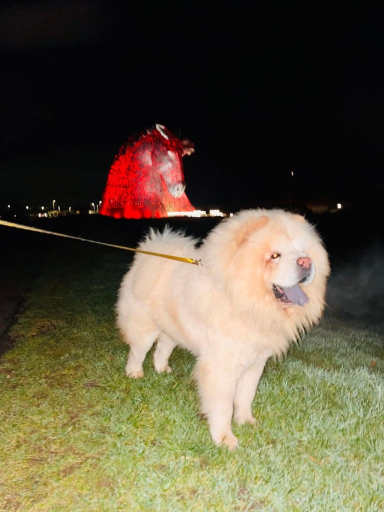 image for Chowchow