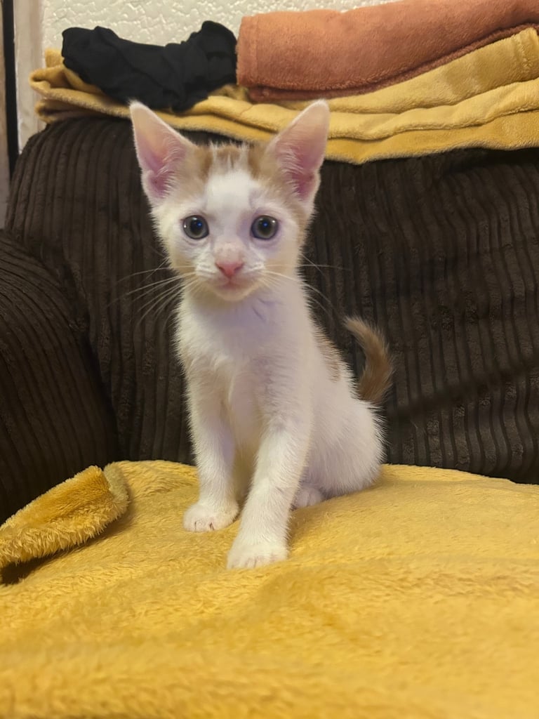 5 gorgeous lovely kittens