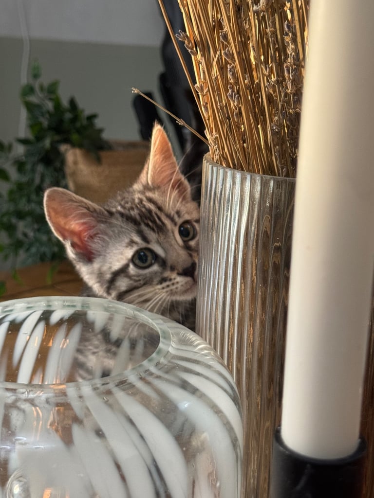 Maine coon cross Bengal kittens ready now 