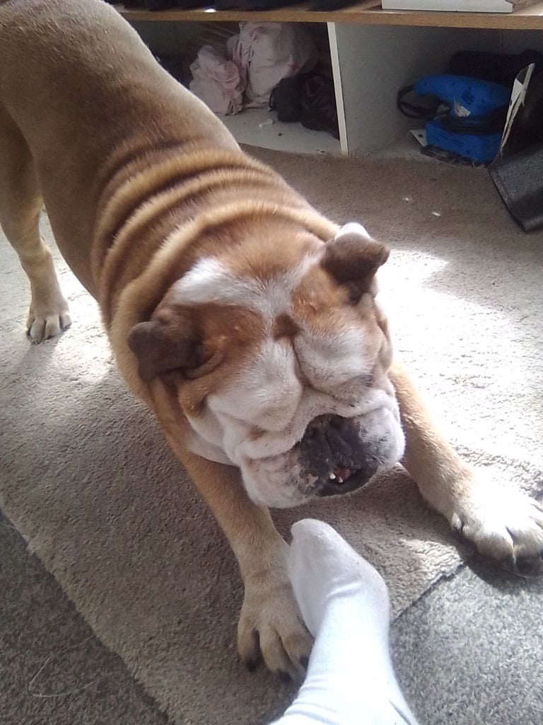 image for British Bull Dog