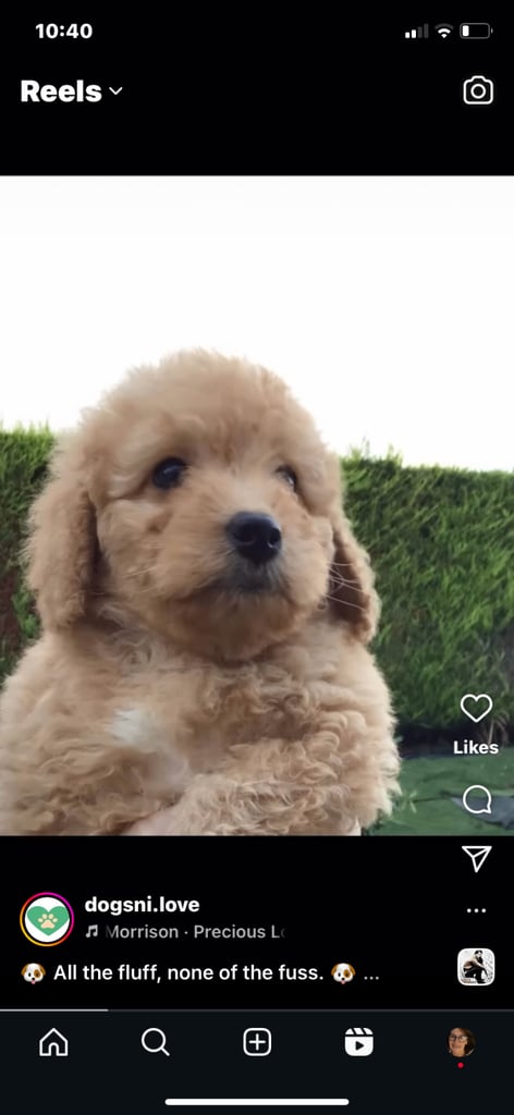 image for Rare Toy Bernedoodle’s for rehoming 