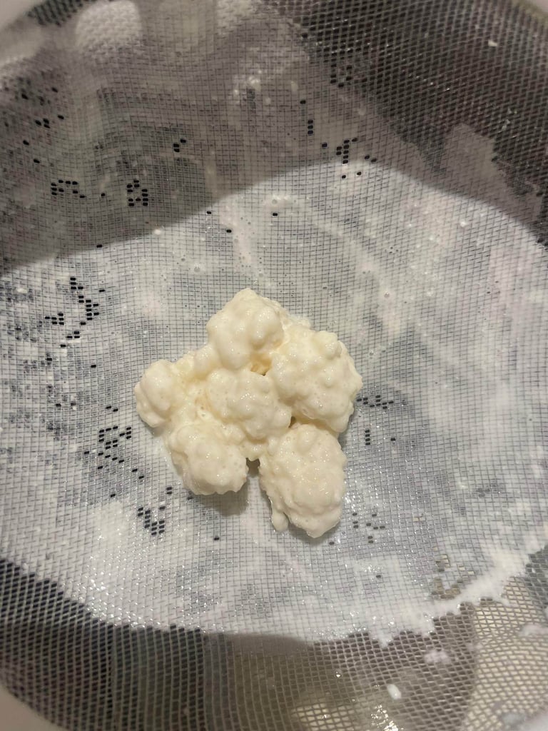 image for Organic Kefir Grains 
