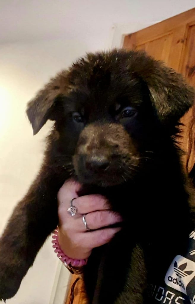 German Shepherd puppy  for sale 