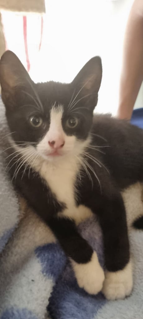 Adorable kittens seeking new home
