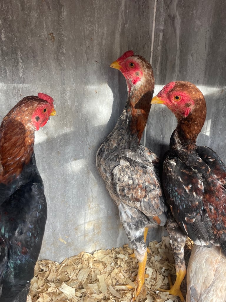 Chickens Ko shamo 