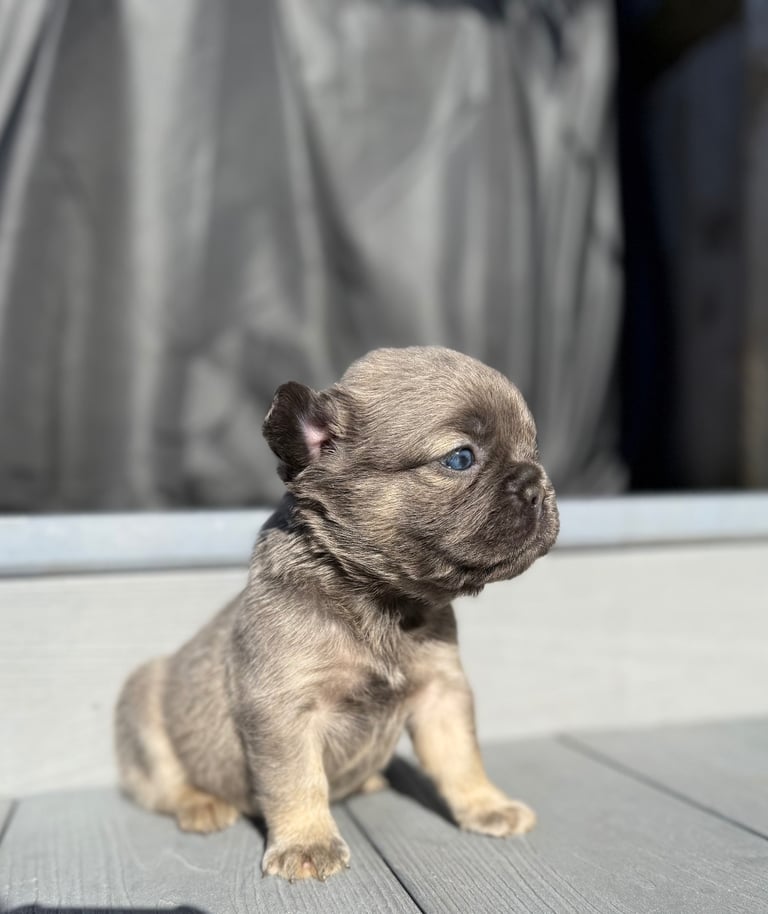 Beautiful French bulldog pups 