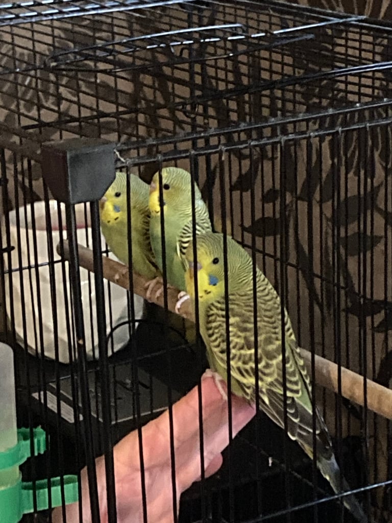 Baby budgies 8 week old 