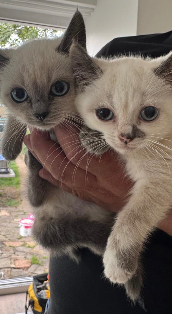 Two Ragdoll Kittens for sale