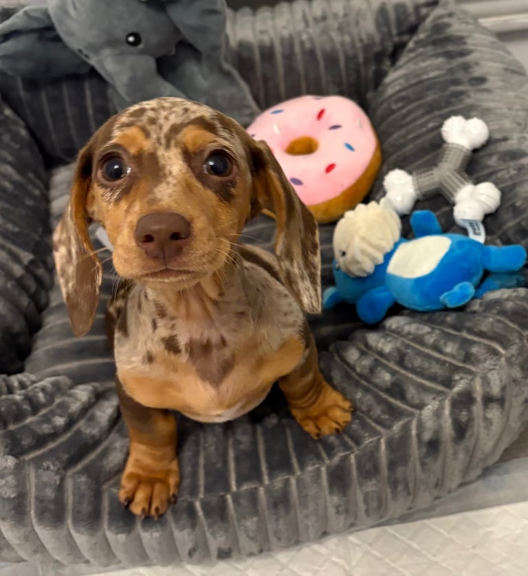 Miniature dachshund 