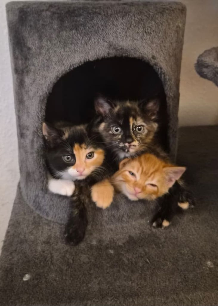 Kittens For Sale